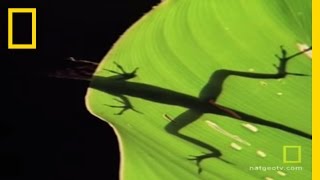 Anolis Lizard Love  National Geographic [upl. by Gerard]