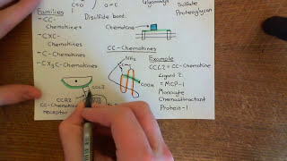 Introduction to Chemokines Part 2 [upl. by Ula488]