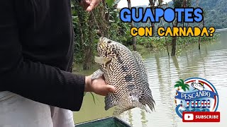 Como pescar Guapotes con carnada Represa Reventazon Jaguarbass 🎣🎣👌🏼 [upl. by Freedman]