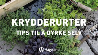 Krydderurtertips  til å dyrke selv [upl. by Jeromy]