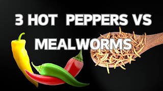 10 000 mealworms VS 3 HOT Peppers [upl. by Berty]