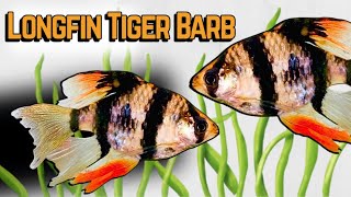 Longfin Tiger Barb Care Guide Tank Setup Diet amp Breeding Tips [upl. by Aelyk947]