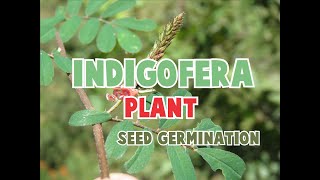 INDIGOFERA PLANT  100 SEED GERMINATION  GOOD FORAGE FOR GOATS [upl. by Dlaregztif]