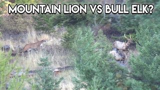 Mountain Lion stalks two Bull Elk in NW Montana [upl. by Schwartz]