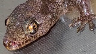 Sri Lankaශ්‍රී ලංකාCeylonHemidactylusHouse GeckoAttracted amp Trapped by Milk TeaquotDrunkquot Again [upl. by Akinahs]