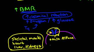 Thyroid physiology and pathophysiology [upl. by Yerggoeg]