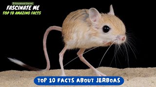 Top 10 most interesting and fascinating facts about JERBOAS [upl. by Aldric948]