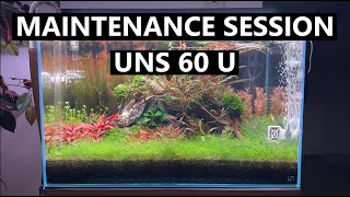 Maintenance Session of my UNS 60U Aquarium [upl. by Hsetim]