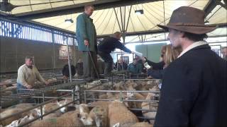 Bakewell Market Sheep Section [upl. by Melinda]