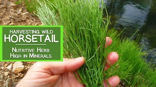 Harvesting Wild Horsetail Plant A Nutritive Herb High in Minerals [upl. by Mayworm]