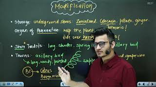 L2 Stem amp its Modifications  Morphology in Flowering Plants  11th Class Biology ft Hyperbiologist [upl. by Esidarap]