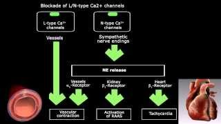 Rancil  Cilnidipine for hypertension [upl. by Nednarb529]