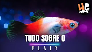 Tudo sobre o Peixe Platy Xiphophorus maculatus [upl. by Breger313]