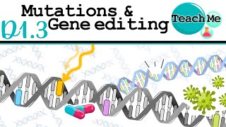 D13  Mutations amp Gene Editing  IB Biology SLHL [upl. by Eiruam]