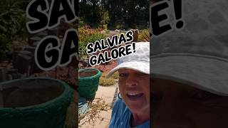 How to GROW your salvia for FREE plants freeplants salvia subscribe [upl. by Sito]