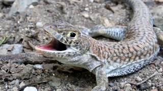 Schreibers fringefingered lizard  Acanthodactylus schreiberi  Ακανθοδάκτυλος  Cyprus [upl. by Mann]