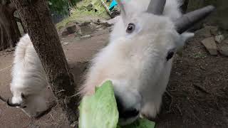 Fluffy Mountain Goats Crunch On Crispy Lettuce [upl. by Airemat301]