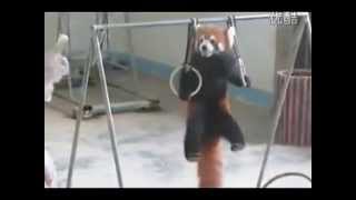 Watch Red Panda Does Pullups [upl. by Yattirb]