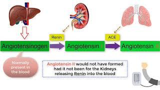 How RENIN forms ANGIOTENSIN II and how they relate to blood pressure [upl. by Ynalem]