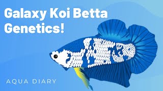 Galaxy Koi Betta Fish Colors Patterns Genetics And Breeding Secrets [upl. by Sivram]