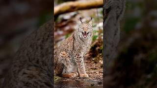 Lynx sounds and photos [upl. by Novar]