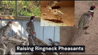 Raising Pheasants [upl. by Grange846]