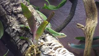 Female Anolis carolinensis fighting [upl. by Georgianna]