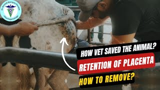 Find Out How to Remove Afterbirth RiskFree in Cows [upl. by Acirretahs232]