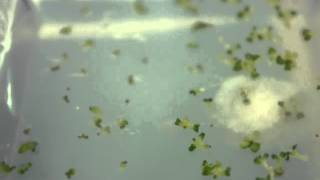 seed germination with contaminant [upl. by Nalad]