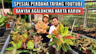 Banyak aglaonema harta karun perdana tayang youtube [upl. by Seeto]