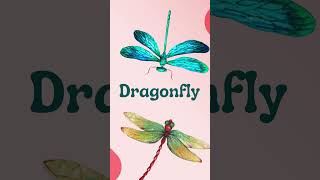 Insect names for kids  DRAGONFLY  Bugs name  InsectsBugs name in English Learning insects [upl. by Chuch]