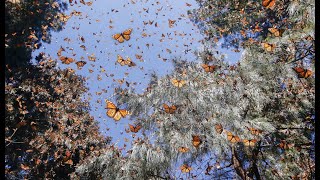 Millions of Monarchs Fly to This Butterfly Forest in Mexico Every Year [upl. by Helmut]