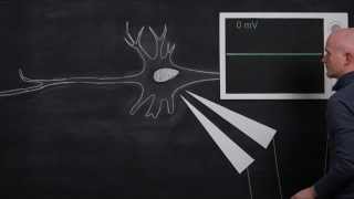 The Resting Membrane Potential [upl. by Patrica]