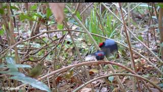 Great Display amp Dance with Female Lancetailed Manakin Cam [upl. by Anneh916]