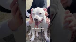 Guy Keeps Adopting Deaf Dogs Who Help So Many People  The Dodo [upl. by Orag]