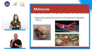 Biologia  Reino Animalia anelídeos moluscos artrópodes e equinodermos [upl. by Baseler]