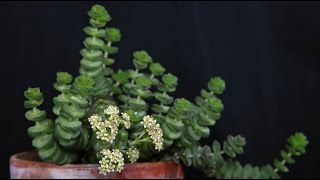 Crassula rupestris  FelsenDickblatt Jade Neckless [upl. by Einreb]