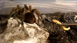 Tarantula Feeding Video 116  Its a Good oneTrust me LOL [upl. by Oinoitna]