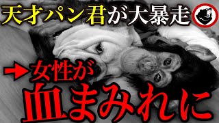 目玉コンテンツ化されたパン君。人間が利益を優先した結果、血まみれの大凄惨に…「志村動物園パン君の事件の真実とその後」 [upl. by Alten]