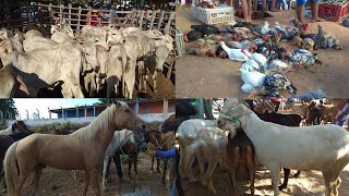 Feira De Animais Em ItabaianaPB  Feira do Gado de Cariatá Itabaiana [upl. by Karab]