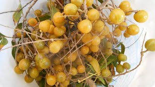 How To Grow Ritha plant From Seed Its Soap berry  soap nut Tree From Seed रीठा को बीज से उगाएं [upl. by Catton]