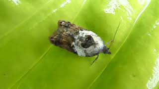 garden Rose Tortrix [upl. by Latvina]