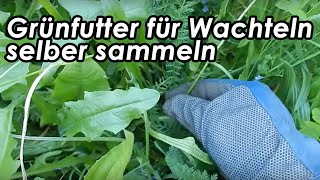 Wachtelfarm 78  Grünfutter für Wachteln selber sammeln [upl. by Holloway]