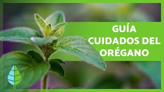 CUIDADOS del ORÉGANO 🌿 ¡Sustrato Riego Abono y más ☀️💦 [upl. by Omer]