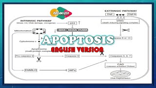 Apoptosis English version  Programmed cell death [upl. by Moreville]