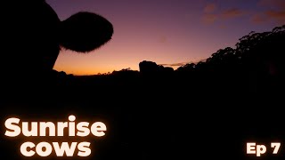 Sunrise with Cows  Episode 7 [upl. by Sivel616]