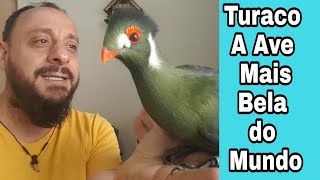 Ave mais bela do mundo o Turaco Como Biólogo Henrique [upl. by Holey]