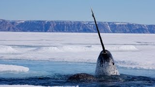 Focus on Species Narwhal Monodon monoceros [upl. by Nollid]