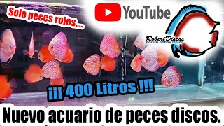 Montaje de un nuevo a acuario para peces discosTaller de acuarios Mascoteate [upl. by Ecirtnom437]