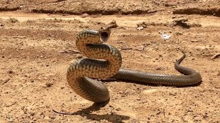 AUSTRALIAN EASTERN BROWN SNAKEPseudonaja textilis DEFENSIVE BEHAVIOR EXPLAINED [upl. by Lihp642]